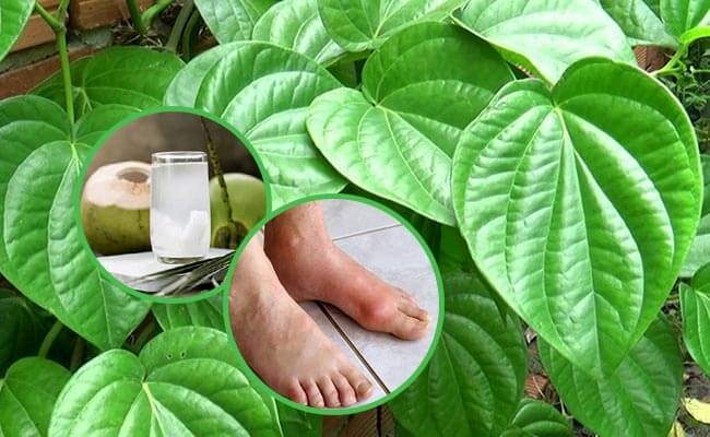 Cách chữa bệnh gout với lá trầu không và nước dừa