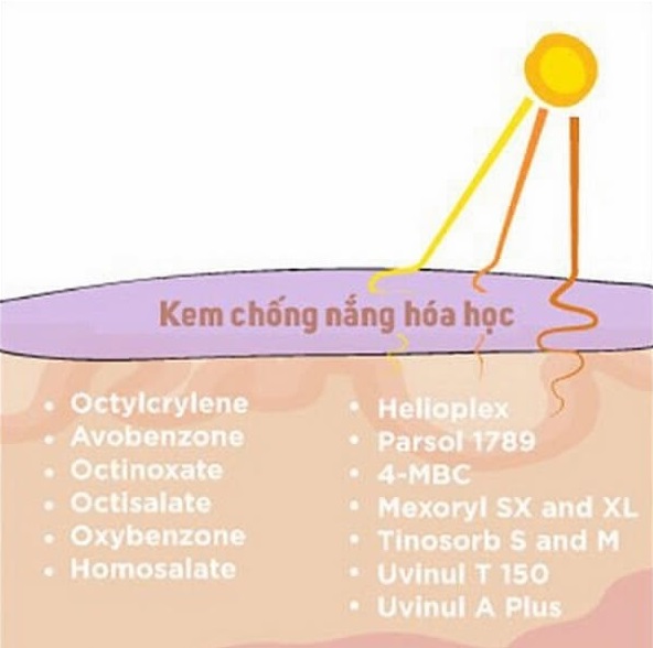 Mô hình mô tả cơ chế hoạt động của kem chống nắng hóa học
