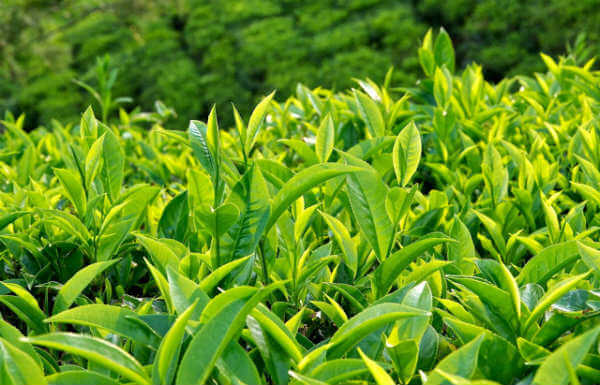 Hoạt chất L-Theanin thường có nhiều trong lá trà