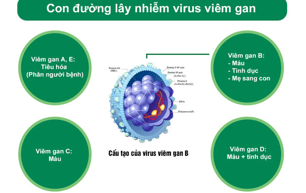 Những nguyên nhân lây nhiễm bệnh virus viêm gan A